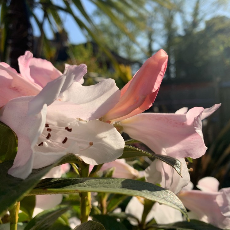 Plant image Rhododendron 'Tinkerbird'