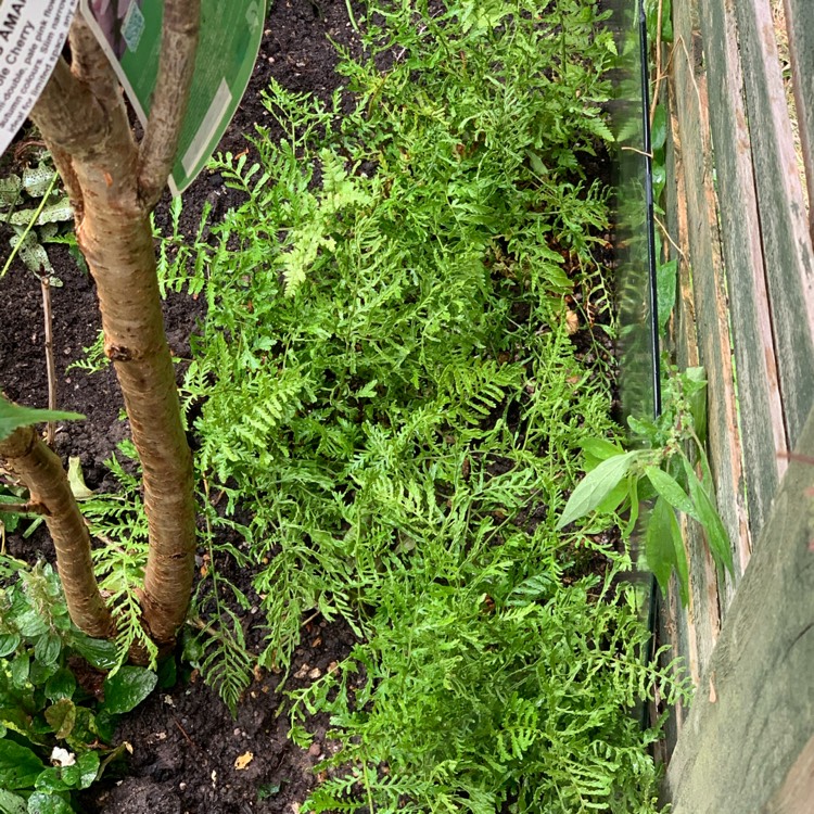 Plant image Dryopteris filix-mas 'Linearis Polydactyla'