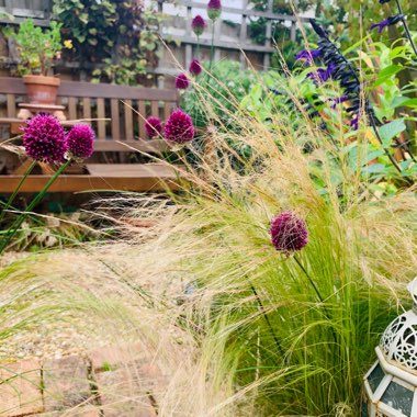 Stipa tenacissima 