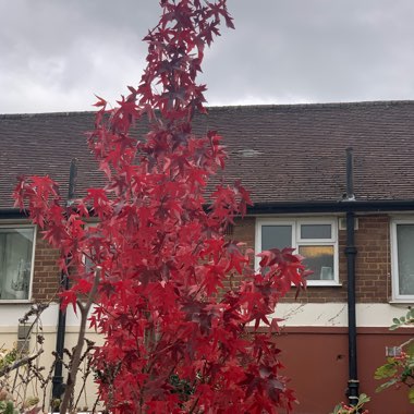 Liquidambar styraciflua 'Worplesdon'