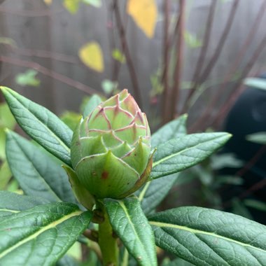 Rhododendron Lindleyi