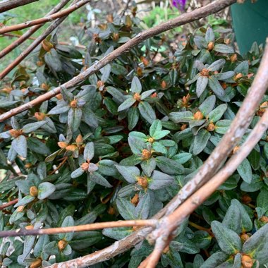 Rhododendron 'Ramapo'