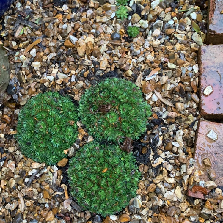 Plant image Saxifraga 'White Pixie'