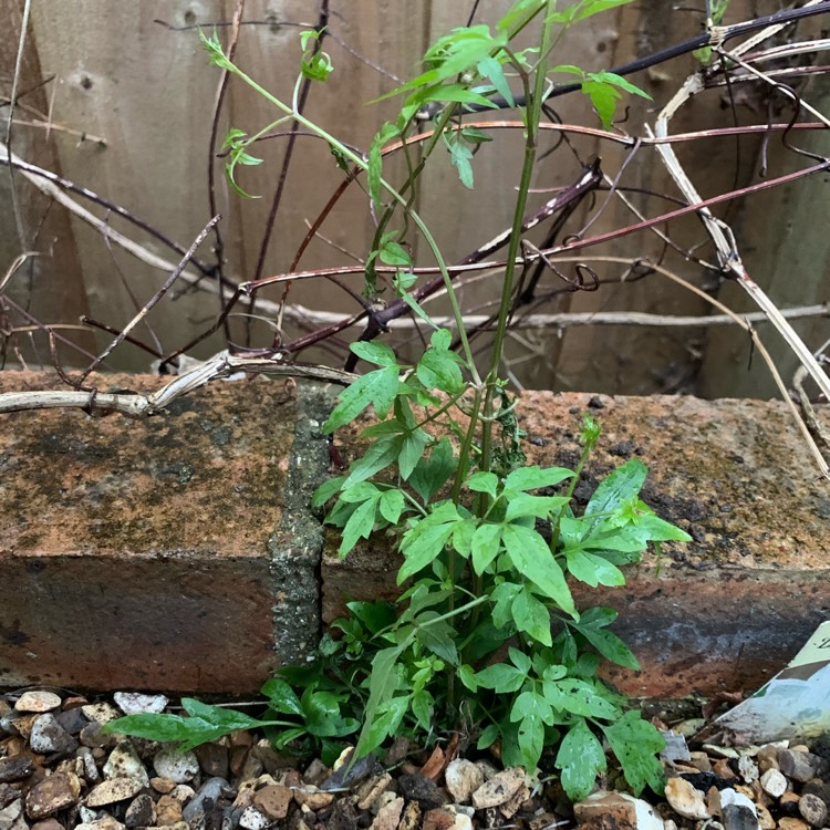 Plant image Clematis forrestii 'Napaulensis'