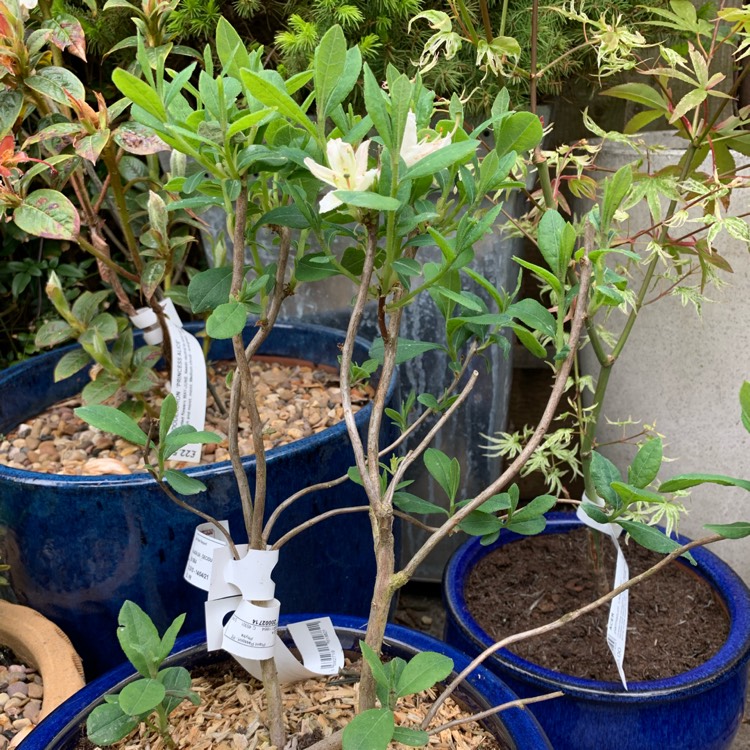 Plant image Rhododendron 'Fragrant Star'