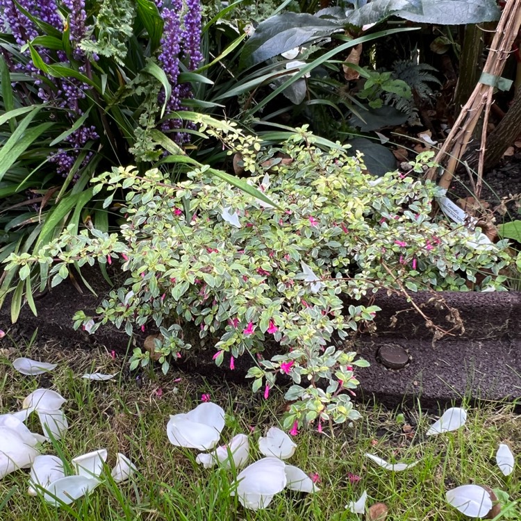 Plant image Fuchsia 'Lottie Hobby'