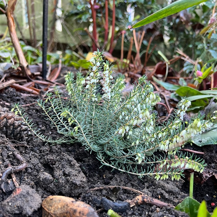 Plant image Erica x darleyensis f. albiflora 'White Perfection'