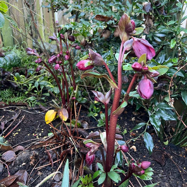 Plant image Helleborus 'Coseh 4100' (HGC Ice 'N' Roses Series) syn. Helleborus 'HGC Ice 'N' Roses Red'