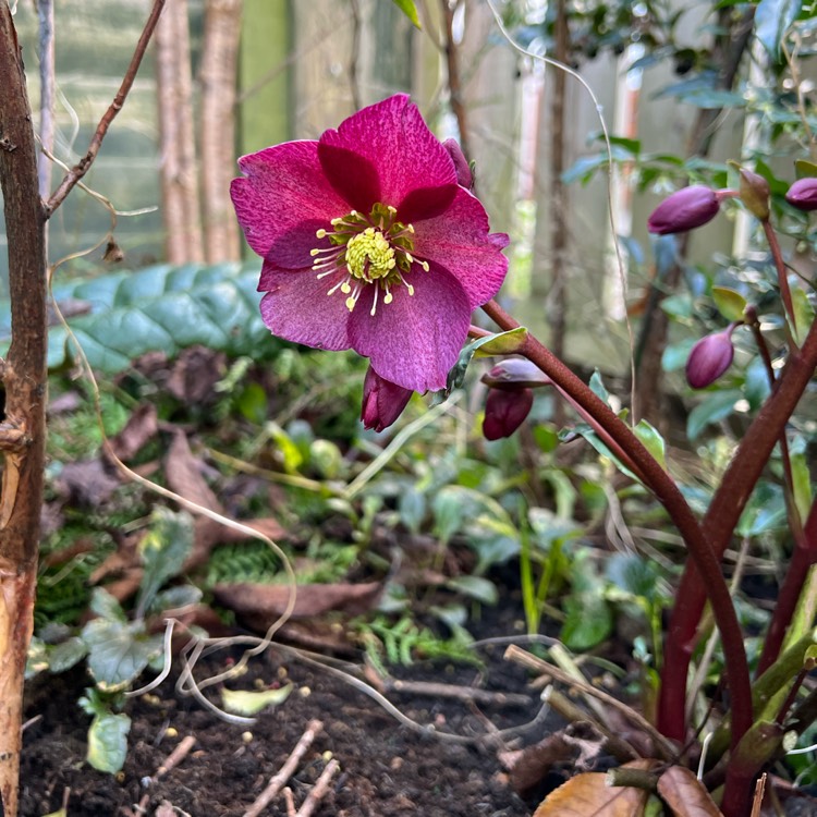 Plant image Helleborus 'Coseh 4100' (HGC Ice 'N' Roses Series) syn. Helleborus 'HGC Ice 'N' Roses Red'