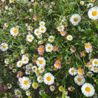 Mexican Fleabane