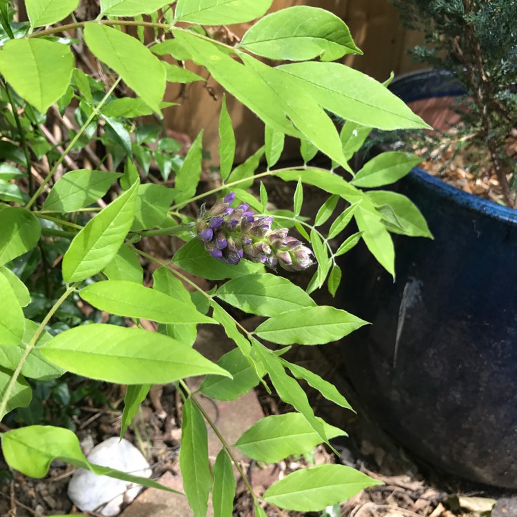 Plant image Wisteria frutescens 'Amethyst Falls'