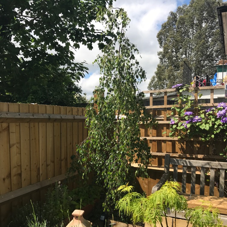 Plant image Betula pendulum 'Youngii'