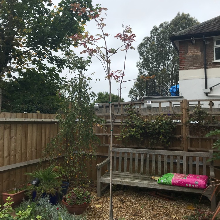 Plant image Sorbus 'Joseph Rock'