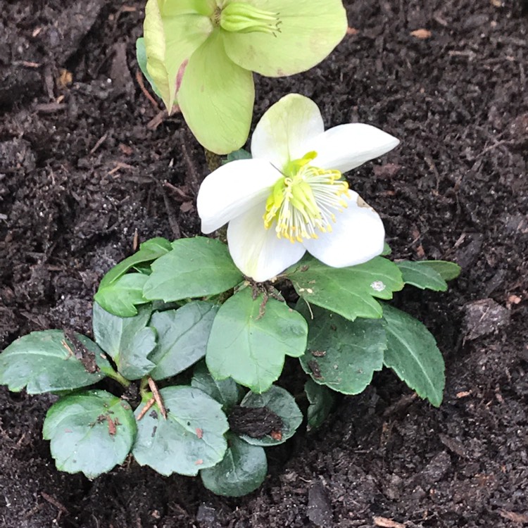 Plant image Helleborus niger 'Christmas Carol'