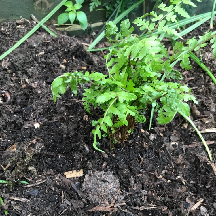 Plant image Athyrium Vidalii