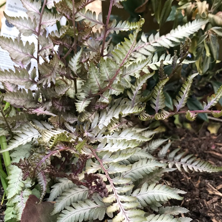 Plant image Athyrium Niponicum var. Pictum