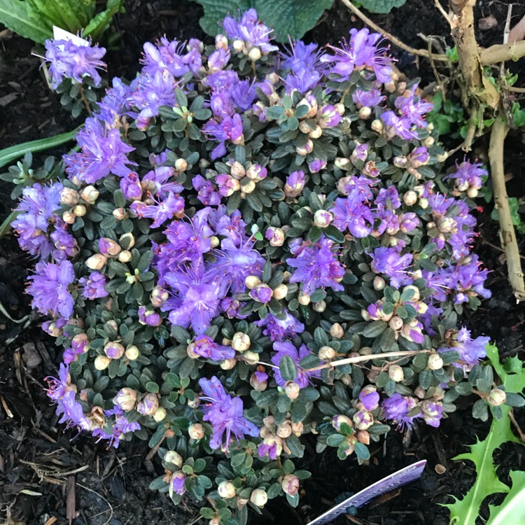 Plant image Rhododendron impeditum