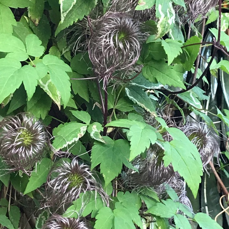 Plant image Clematis alpina 'Helsingborg'