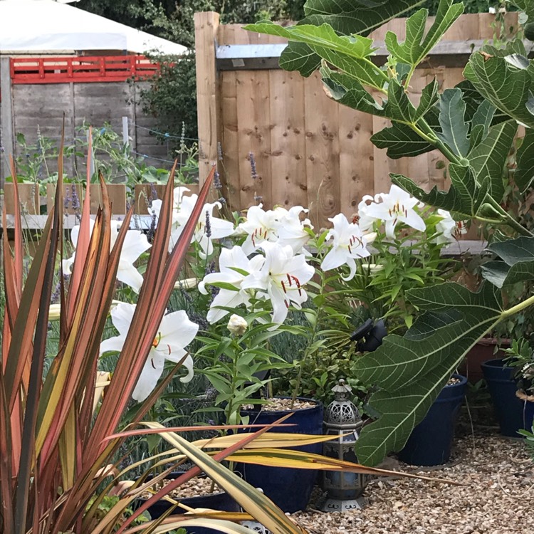 Plant image Lilium 'Casa Blanca'