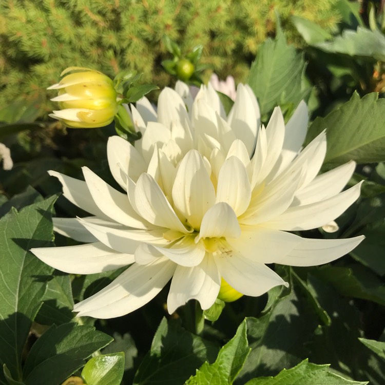 Plant image Dahlia 'XXL Yucatan' (XXL Series)