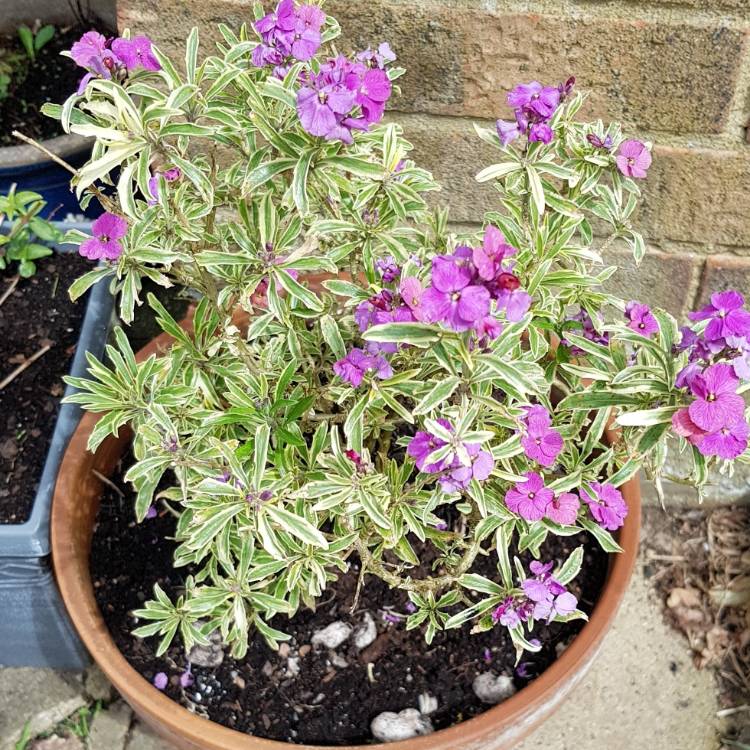 Plant image Erysimum cheiri 'Gold Dust' syn. Erysimum 'Gold Staub'