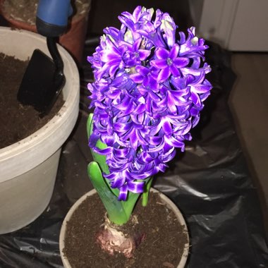 Hyacinth 'Ostara'