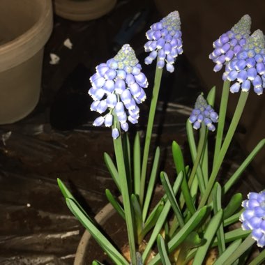 Grape Hyacinth 'Big Smile'