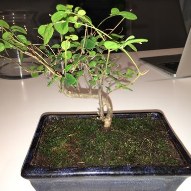 Bonsai