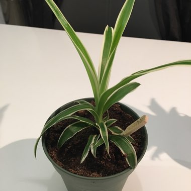 Spider Plant 'Hawaiian'