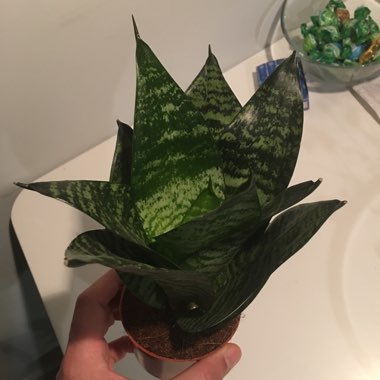 Birds-nest snake plant