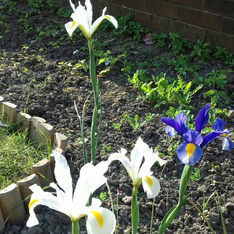 Plant image Iris x hollandica 'White Excelsior'