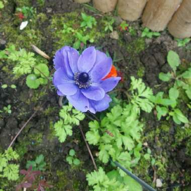 Poppy Flowered Anemone