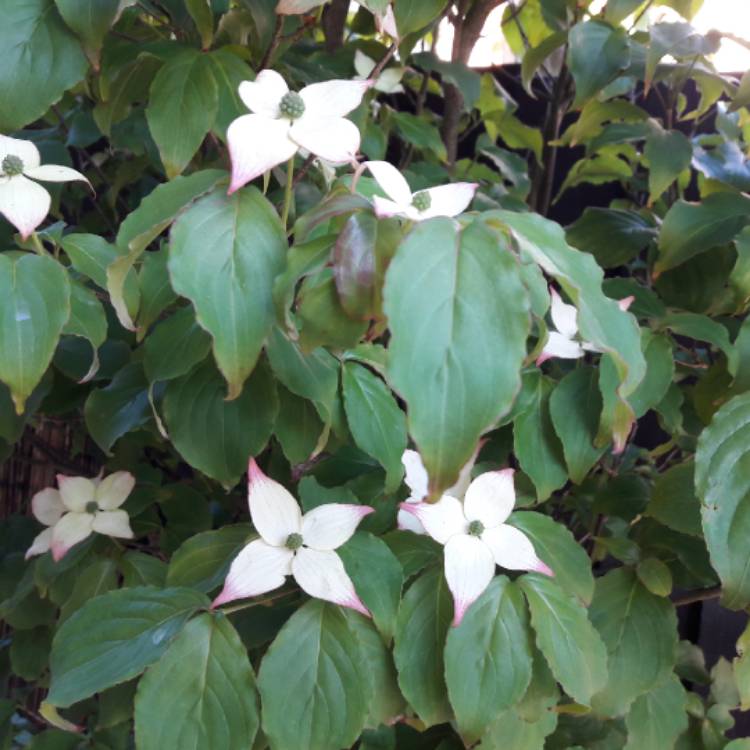 Plant image Cornus kousa 'China Girl'