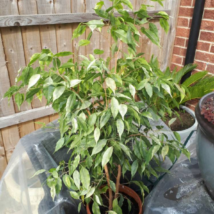 Plant image Ficus benjamina