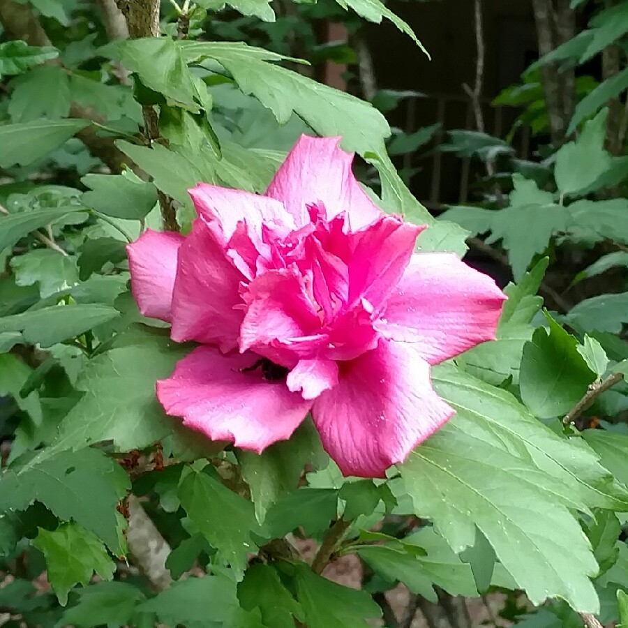 Plant image Hibiscus rosa-sinensis 'Sabrina'