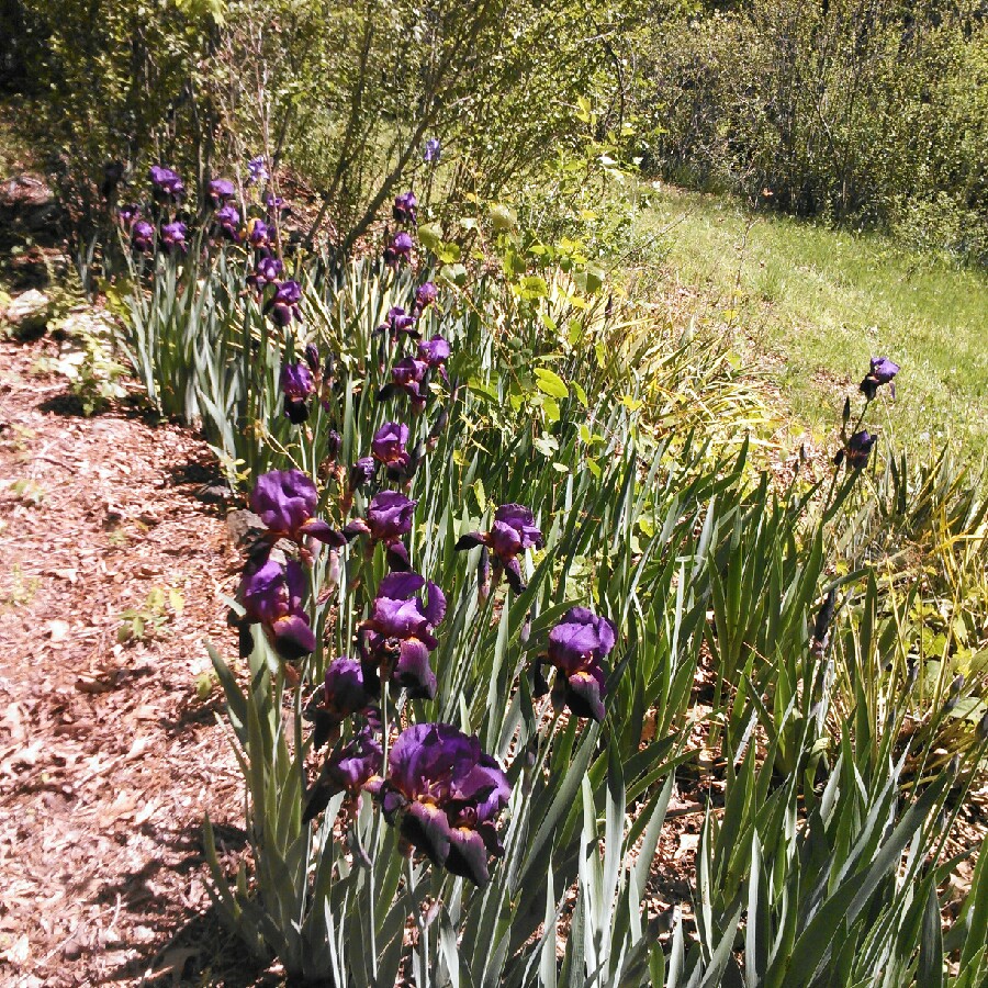 Plant image Iris x germanica 'Black Tie Affair'