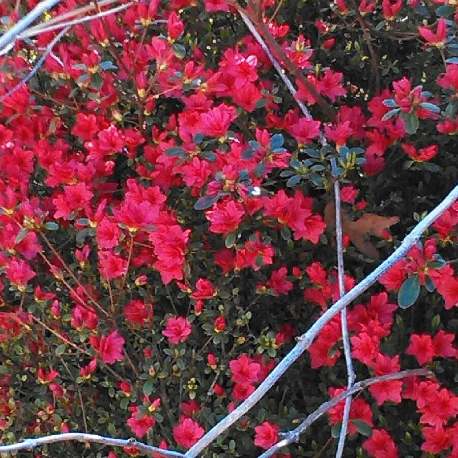 Plant image Rhododendron japonica 'Madame Galle'