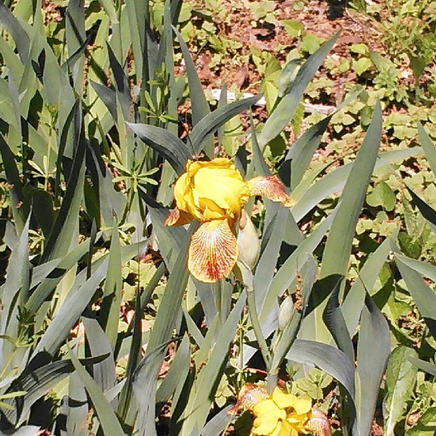 Plant image Iris x germanica 'Lord Warden'