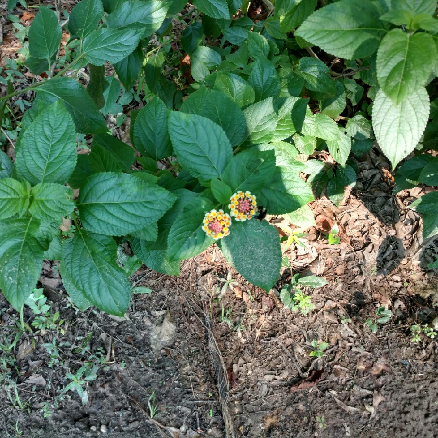 Plant image Lantana camara 'Radiation'