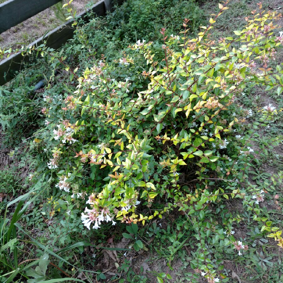 Glossy Abelia 'Francis Mason'