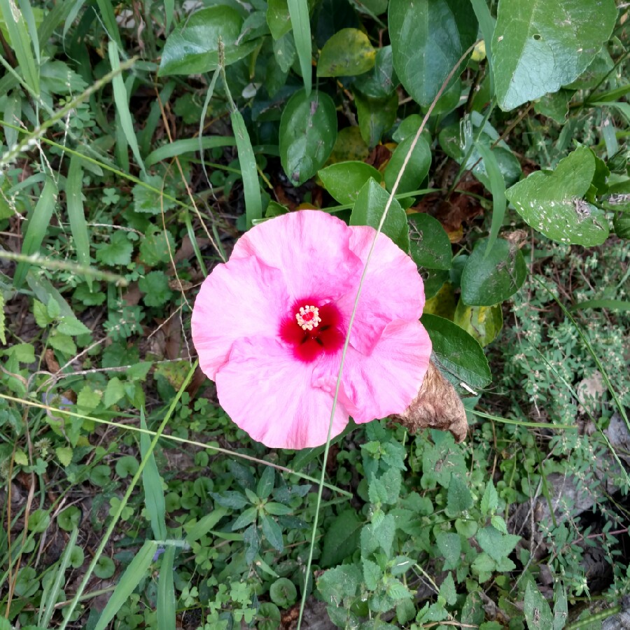 Rose Of Sharon