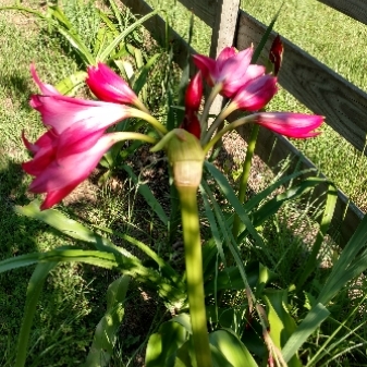 Swamp Lily