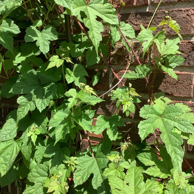 Plant image Humulus Lupulus