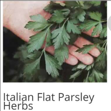 Flat-leafed Parsley