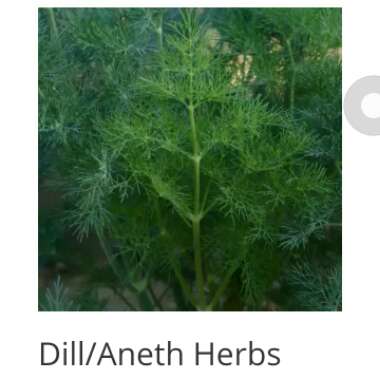 Dill