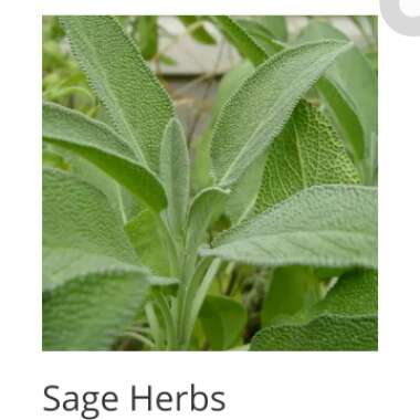 Garden Sage