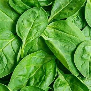 Spinach