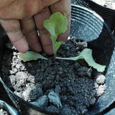 Loose Leaf Lettuce 'Royal Red'