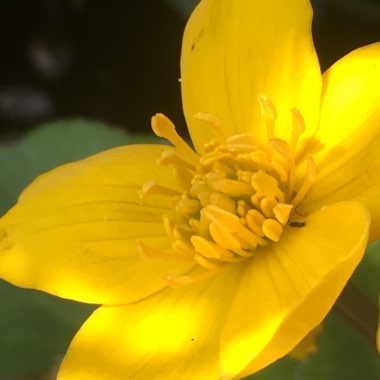 Caltha palustris syn. Caltha cornuta