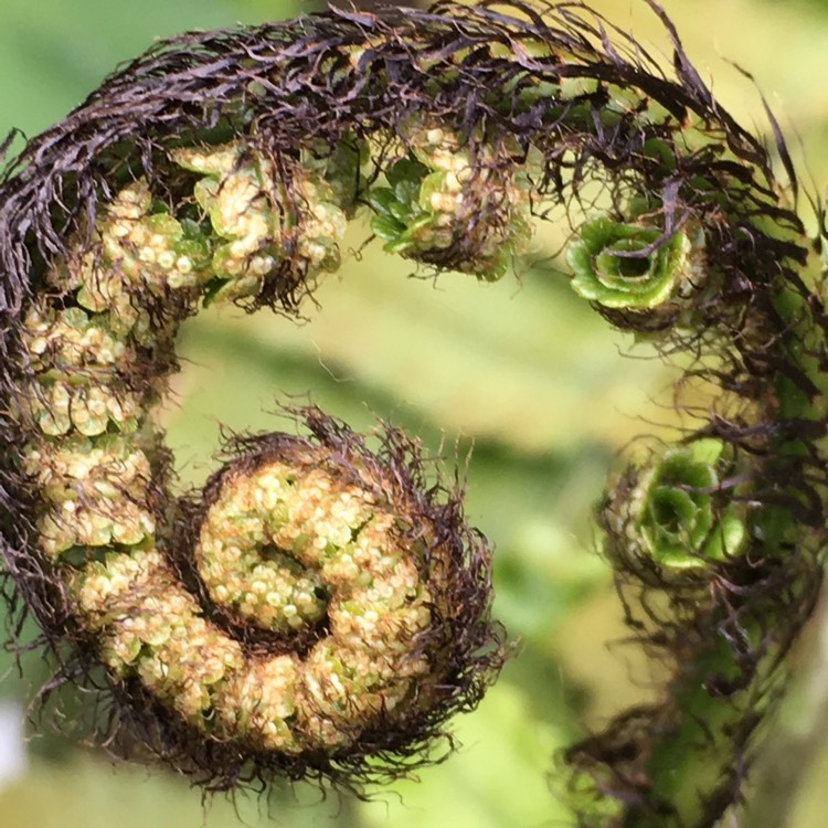 Plant image Dryopteris cycadina